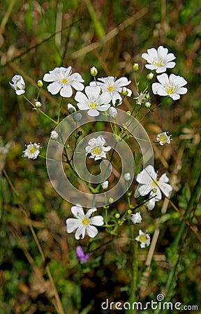 Flower of Avalanche Sandwort Stock Photo